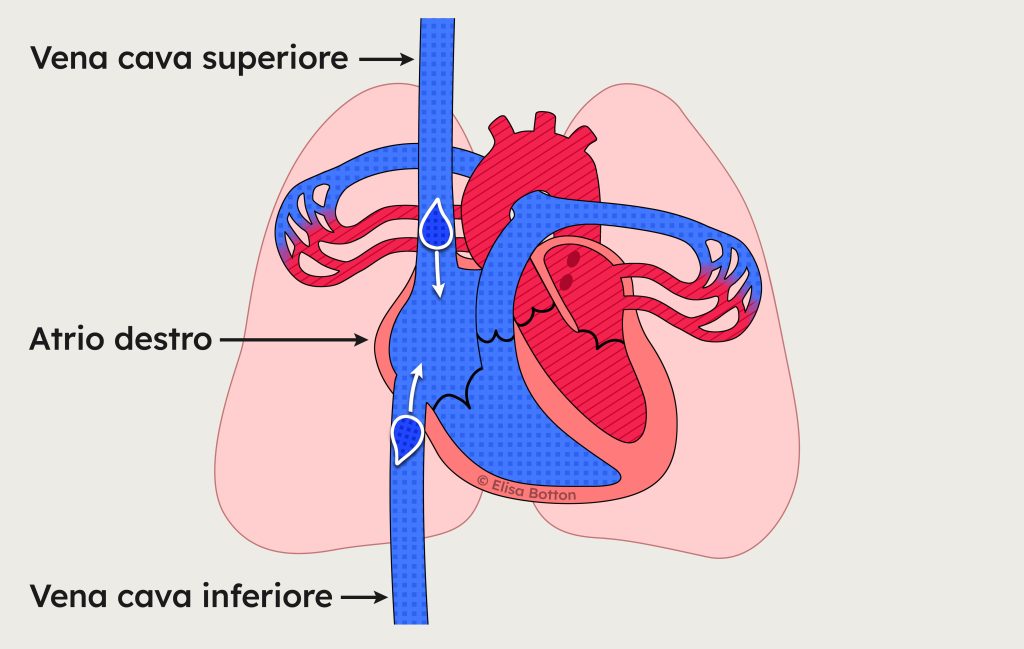 Schema del ritorno venoso: vena cava superiore e vena cava inferiore portano il sangue venoso all’atrio destro del cuore.