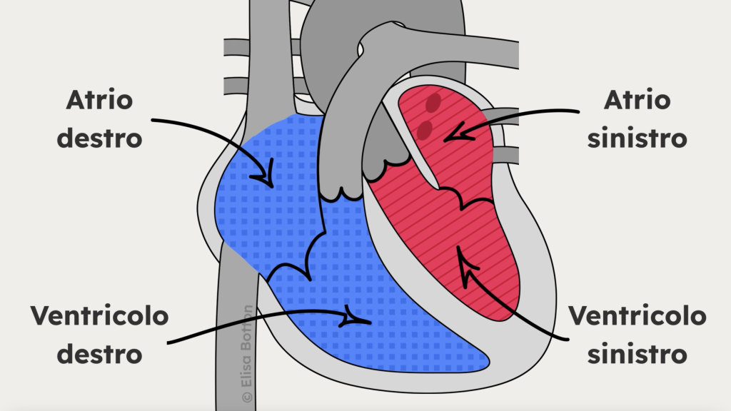 Schema del cuore con atrio destro, atrio sinistro, ventricolo destro e ventricolo sinistro durante la circolazione del sangue.
