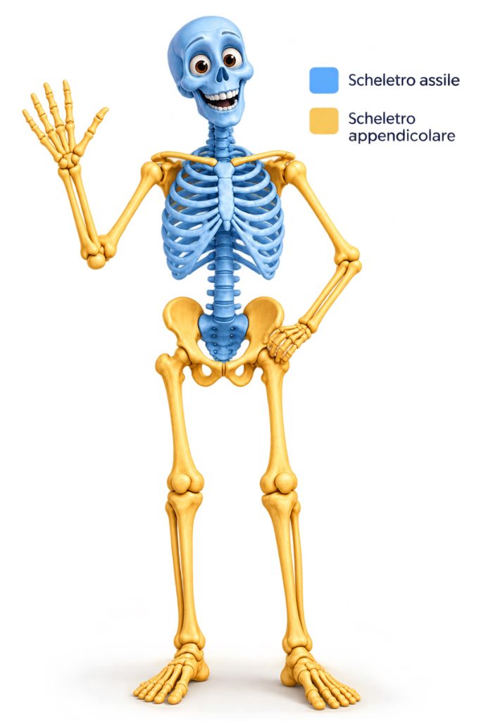 Illustrazione dello scheletro umano con ossa dello scheletro assile in azzurro e dello scheletro appendicolare in giallo.