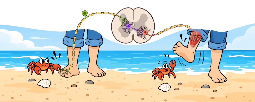 Arco riflesso: il neurone sensoriale porta l'informazione al midollo spinale, l'interneurone la trasmette al neurone motore che attiva il muscolo.