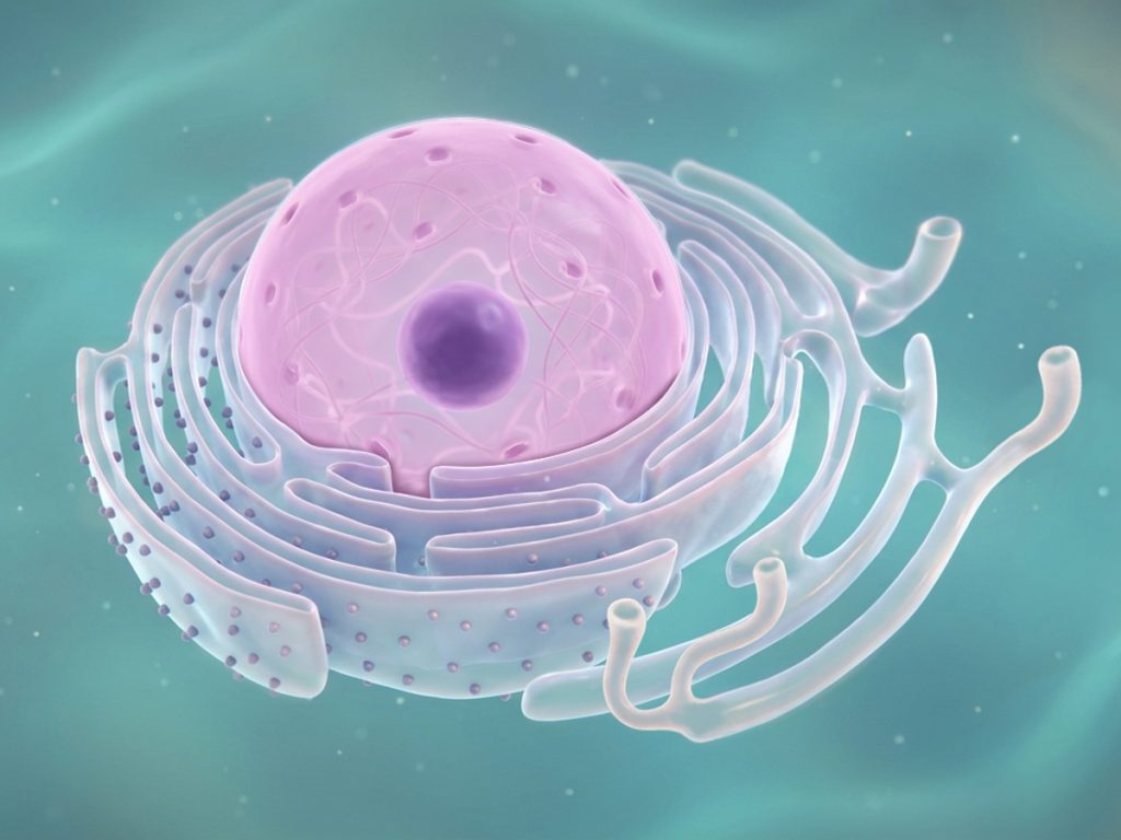 Illustrazione di una cellula umana con nucleo centrale e reticolo endoplasmatico circostante