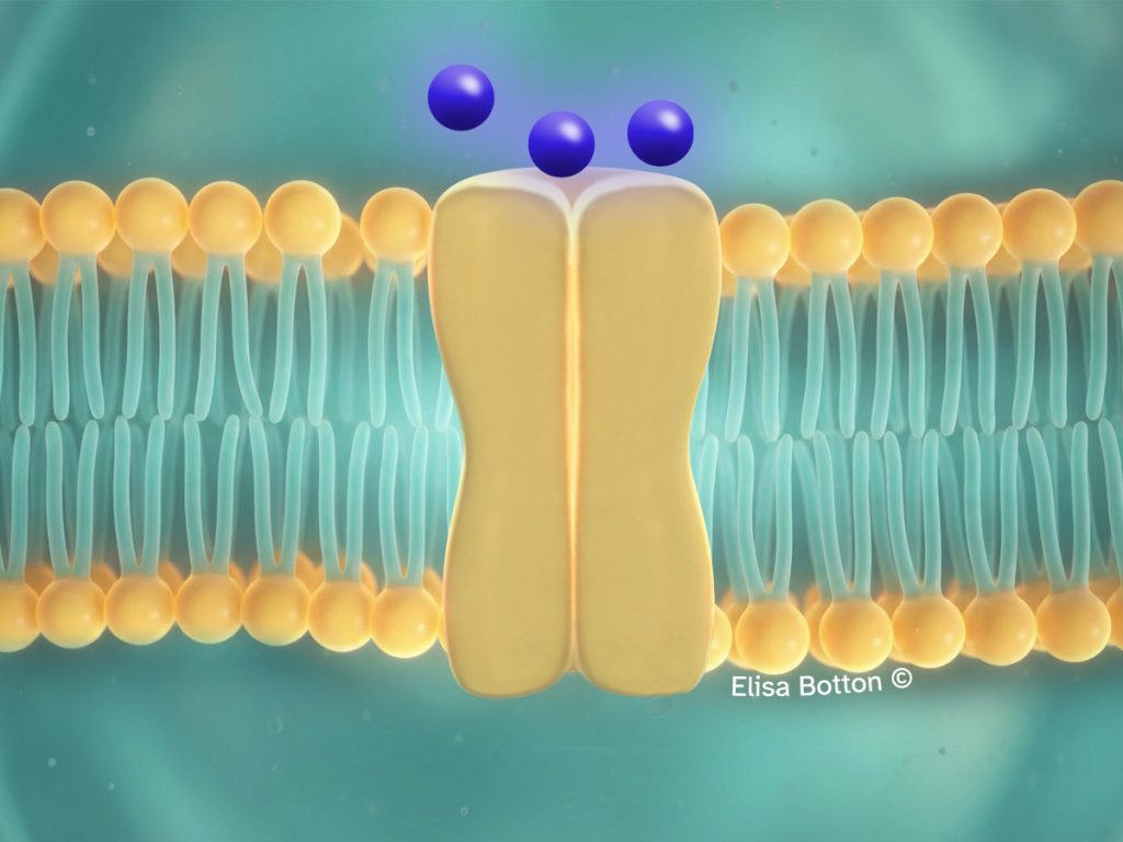 membrana plasmatica con canale proteico chiuso che impedisce il passaggio di molecole mostrando la selettività della cellula
