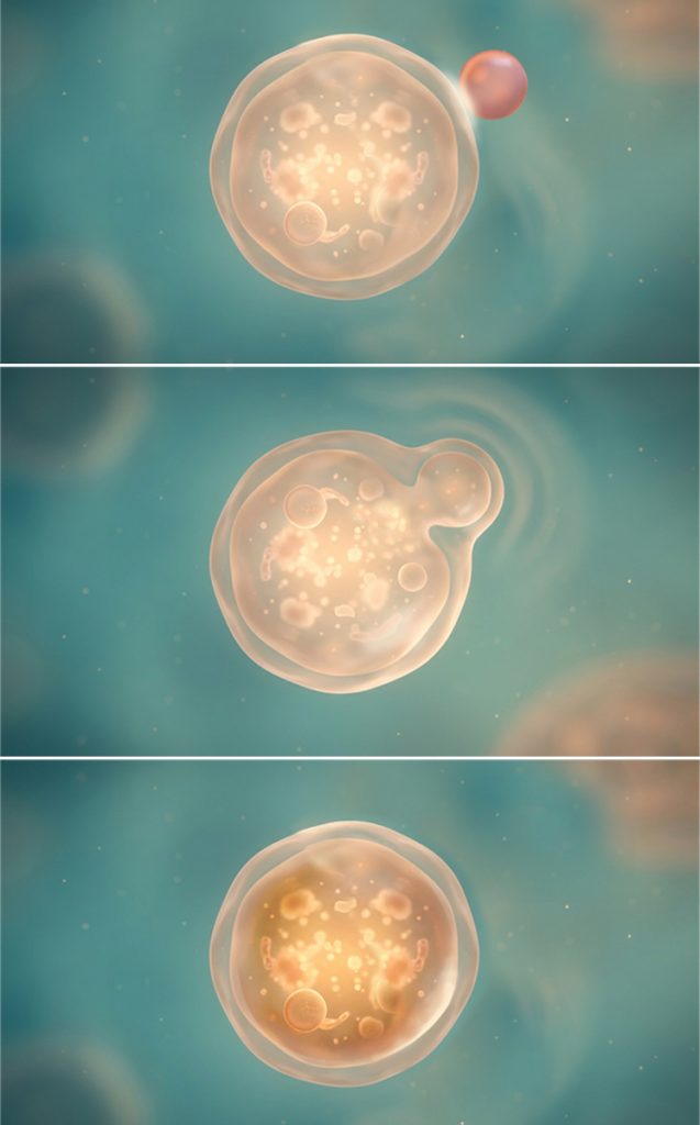 Illustrazione di un lisosoma che ingloba una molecola per la digestione all’interno della cellula
