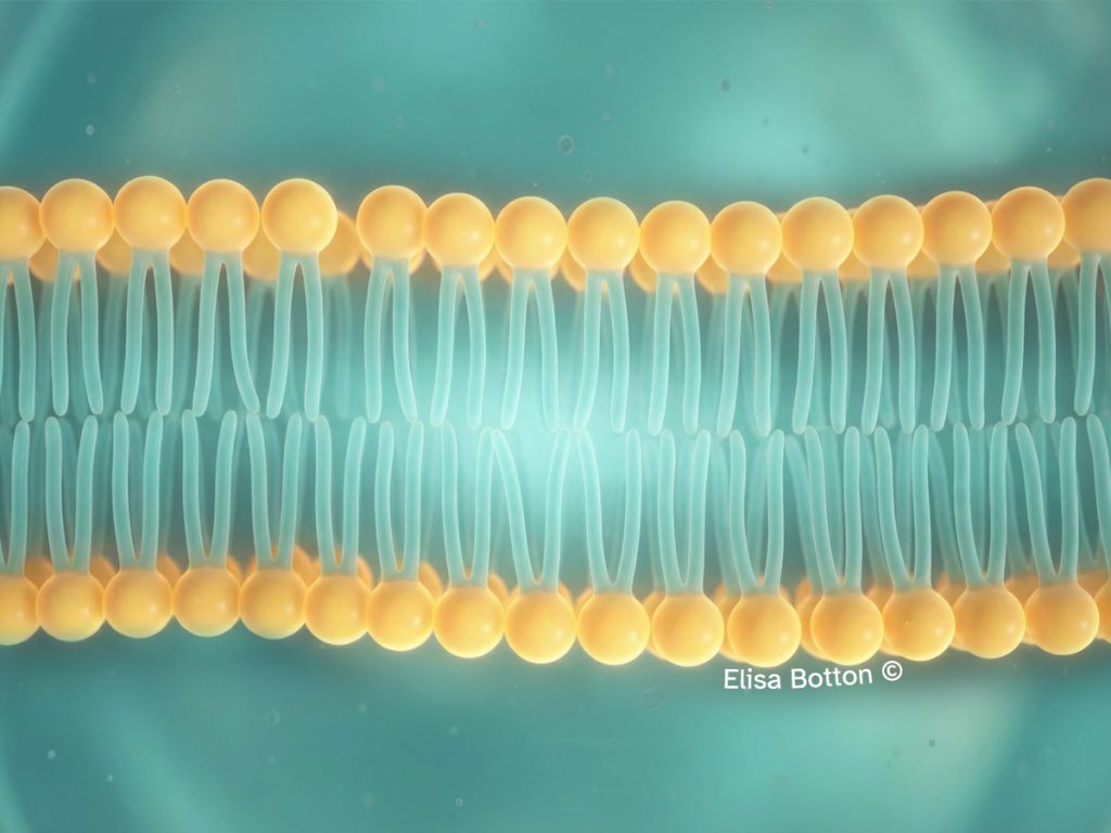 membrana plasmatica formata da doppio strato di fosfolipidi con teste verso l’esterno e code verso l’interno