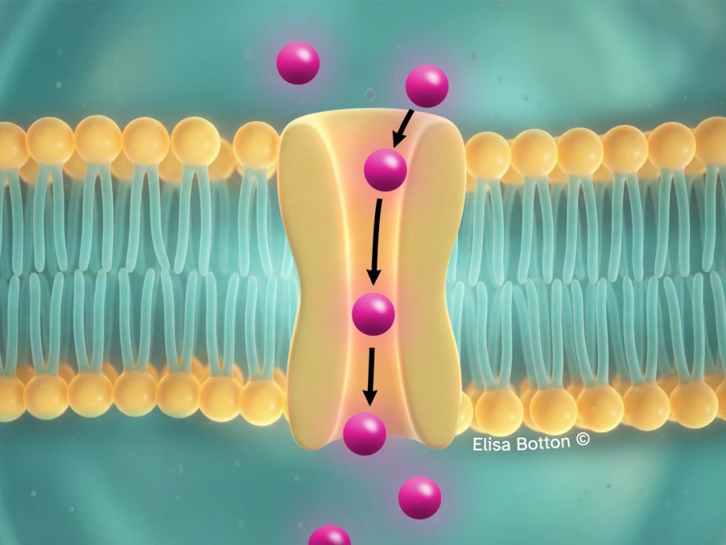 membrana plasmatica con canale proteico aperto che permette il passaggio delle molecole attraverso la membrana (diffusione facilitata)