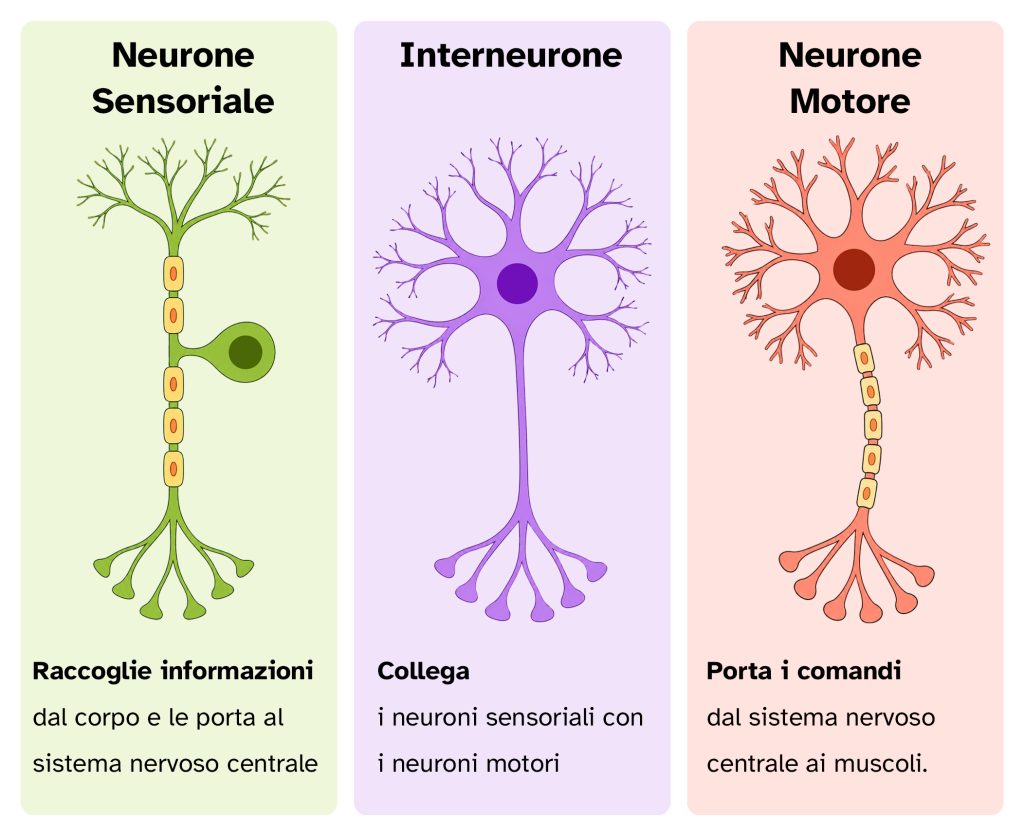 Tre tipi di neuroni: neurone sensoriale, interneurone e neurone motore, con le rispettive funzioni.